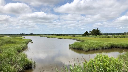 Salt Marshes Are Essential Climate Solutions. How Do We Protect Them? (Deep Dive)