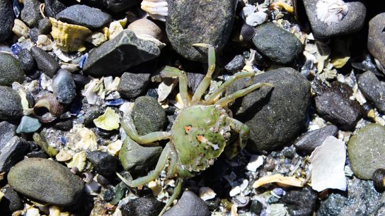 Green Crabs Are Decimating Coastal Ecosystems and Shellfish Industries (Deep Dive)