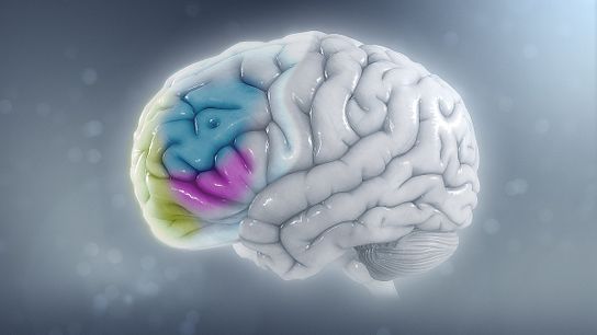 ADHD: How Environmental Toxins Affect the Brain (Deep Dive)