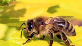 How Do We Save the Bees? (Deep Dive)