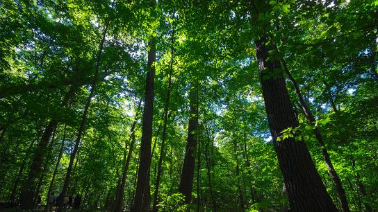 Old-Growth Forests Are Special. Why Are They Under Threat? (Deep Dive)
