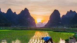 Rice: How Climate Change and Export Bans Skyrocketed Global Prices (Deep Dive)