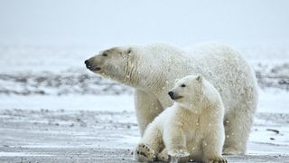 Polar Bears Face New Threats in a Rapidly Warming Arctic (Deep Dive)