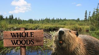 Gentrification? Beavers Begin Construction In Alaska (Humor)