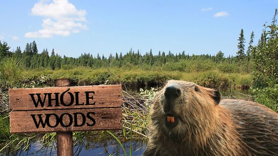 Gentrification? Beavers Begin Construction In Alaska (Humor)