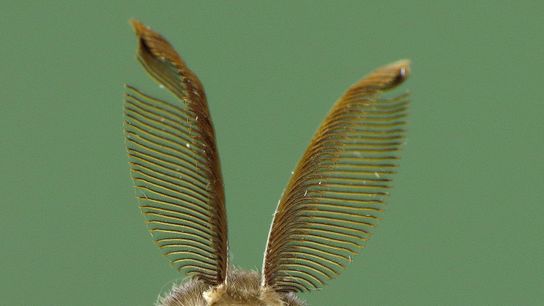 Gypsy Moths Are Causing A Lot of Damage (Deep Dive)