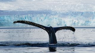 Over Half of the Large Whale Species Are Endangered (Deep Dive)