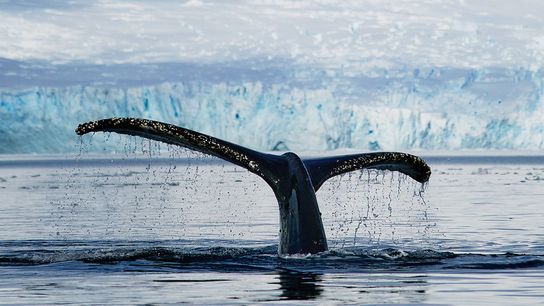 Over Half of the Large Whale Species Are Endangered (Deep Dive)