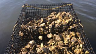 How Climate Change Affects Our Classiest Appetizer (Deep Dive)