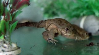 5 Terrible Animal Names That Are Still Preferable to Scrotum Frog (Lists)