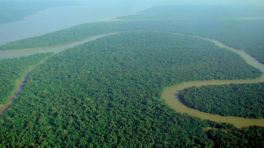 The Amazon Rainforest: How Is It Threatened and Why Is It Important? (Deep Dive)