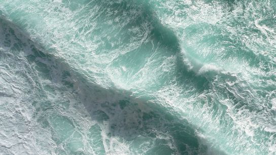 We Would Know if 90% of the Atlantic Ocean’s Plankton Were Gone (Columns)