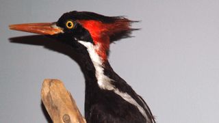 US Fish and Wildlife Can't Find 23 Species, Calls Them Extinct, Realizes They Were in Their Hand the Whole Time (Humor)