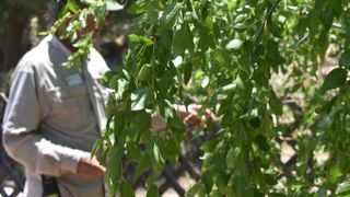 Amid Severe Drought, Arizona Turns to Sustainable Farming (News)