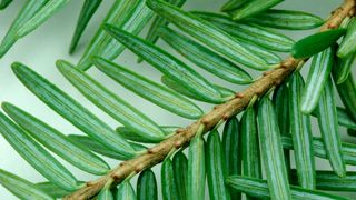Eastern Hemlocks Are Declining. Here's Why That Matters. (Deep Dive)