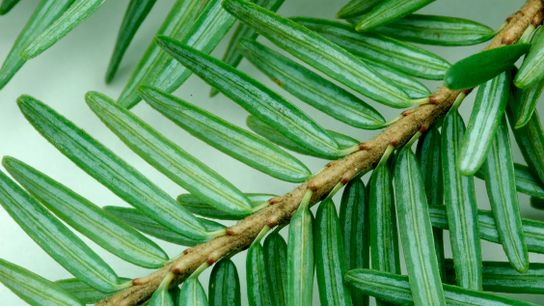 Eastern Hemlocks Are Declining. Here's Why That Matters. (Deep Dive)