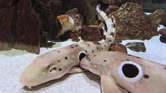 Extended Cut: Sharks with Dr. Jodie Rummer (Extended Cuts)