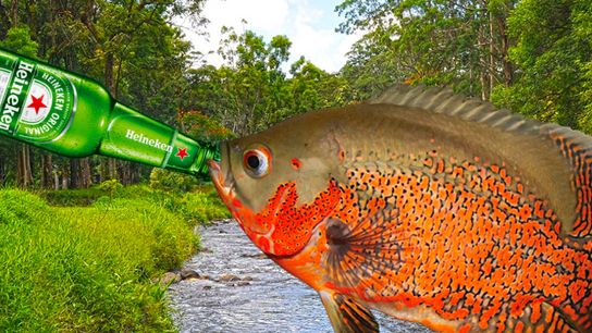 Stream Found To Be 1.2% Alcohol, Fish Claim They Can Swim Away Anytime (Humor)