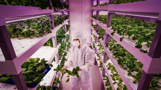 Automation is Transforming the World’s Leading Vertical Farm Companies (News)