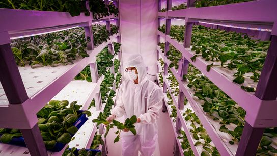 Automation is Transforming the World’s Leading Vertical Farm Companies (News)