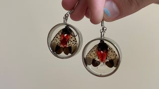 Could Spotted Lanternflies Be a Good Thing? (Columns)