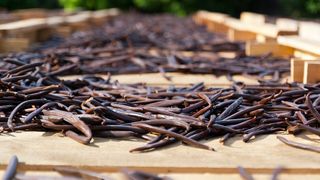 Vanilla Prices Are Already Unstable. Could Cyclones Make It Worse? (Deep Dive)