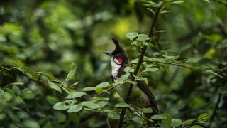 Human-Wildlife Conflict Is Rising. “Wildlife Damage Management” Could Help (News)