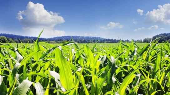 Extended Cut Interview: Corn with Dr. Natalie Hunt (Extended Cuts)