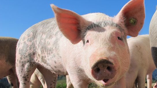 Random Act of Kindness: This Pig Offered to Share His Vegetables, So You Won't Be Being Cruel to Animals by Eating Their Food (Humor)