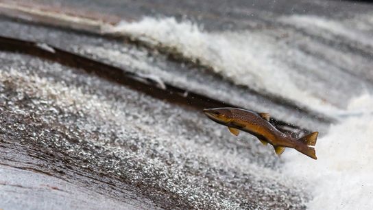 Wild Salmon Launch Their Own Airline (Humor)