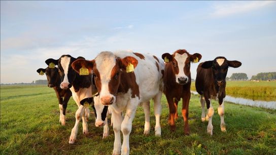 7 Totally Frickin AWESOME Facts About Cows, And You WON’T BELIEVE What Number 5 Is! (Lists)