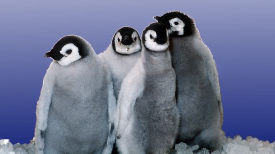 Over Half of the World's Penguin Species Are Threatened (Deep Dive)