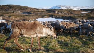 Nordic Heat Wave Causing Reindeer Deaths Was 10x Likelier Due to Climate Change (news). Photo by Silje Bergum Kinsten/norden.org (CC BY 2.5 DK)