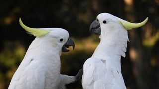 Fowl Play: Scientists Find Cockatoos Have Over 30 Dance Moves (news). Photo by Sardaka (CC BY-SA 4.0)