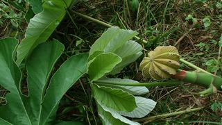 Key Tree Species Found to Accelerate Amazon Forest Restoration Efforts (news). Photo by Vojtěch Zavadil (CC BY-SA 3.0)