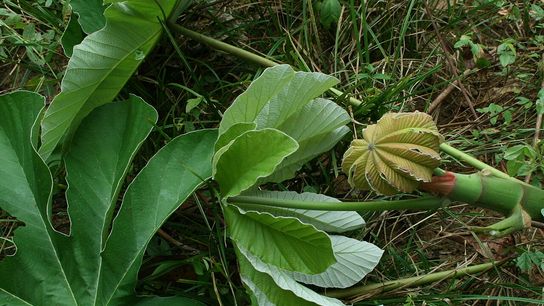 Key Tree Species Found to Accelerate Amazon Forest Restoration Efforts (news)