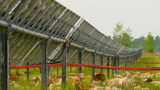 Sheep rely on solar panels for shade and shelter at the DeSoto Solar Farm in Lee County, Georgia. Sheep rely on solar panels for shade and shelter at the DeSoto Solar Farm in Lee County, Georgia.