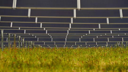These fields used to grow row crops like corn and cotton, but now generate solar energy and provide grazing pasture for sheep. These fields used to grow row crops like corn and cotton, but now generate solar energy and provide grazing pasture for sheep.