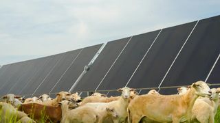 In Georgia, Sheep on a Solar Farm Is Not a Baaad Idea (news). Photo by Matthew Pearson / WABE