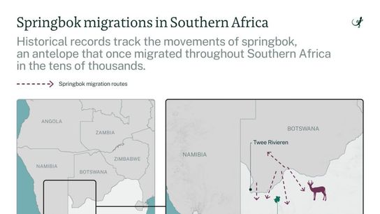 A sample of the historical migrations of springbok in Southern Africa.