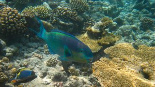 Social Media Sparks Movement to Protect Parrotfish and Coral Reefs in Maldives (news). Photo by Pedro Plassen Lopes (CC BY-ND 2.0)