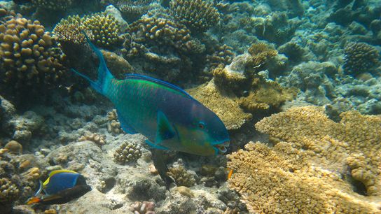 Social Media Sparks Movement to Protect Parrotfish and Coral Reefs in Maldives (news)