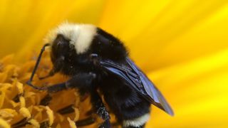 Fewer Oregon Bees Are Dying From Pesticides, Report Shows (news). Photo by Sara "Asher" Morris/Flickr (CC BY-NC 2.0)