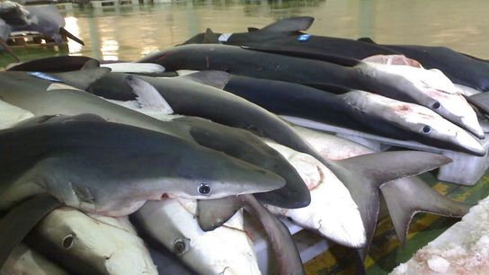 Small Electric Fields Keep Sharks Off Fishing Hooks, New Study Reveals. Photo by José Antonio Gil Martínez via Flickr (CC BY 2.0)