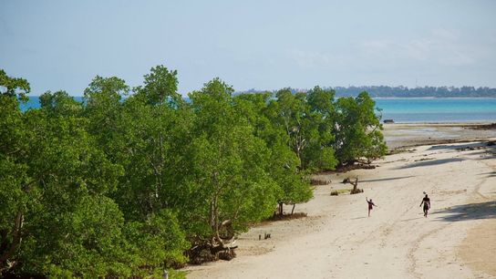 Mangrove Forests Show Signs of Recovery Amid Global Deforestation Concerns (news)