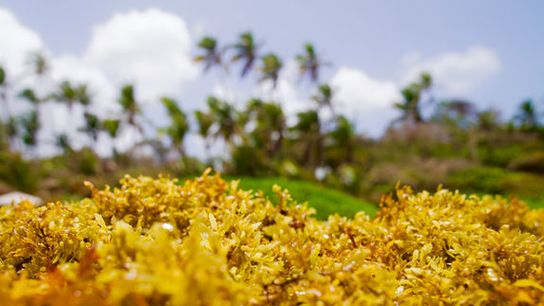Turning the Sargassum Crisis Into a Seaweed Industry (news)