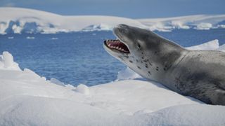 Leopard Seals Sing Songs, With More Complexity Than Human Nursery Rhymes (news). Photo by Charles Peterson/Flickr (CC BY-NC-ND 2.0)