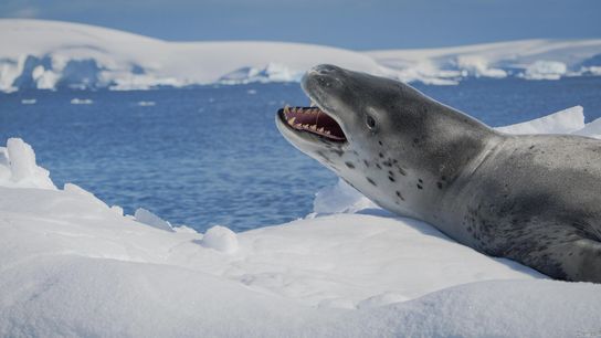 Leopard Seals Sing Songs, With More Complexity Than Human Nursery Rhymes (news)