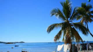 Scientists Rediscover Rare Palm Tree in Madagascar After Nearly a Century of Absence (news). Photo by Olivier CAPEL/Flickr (CC BY-SA 2.0)