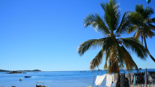 Scientists Rediscover Rare Palm Tree in Madagascar After Nearly a Century of Absence (news)